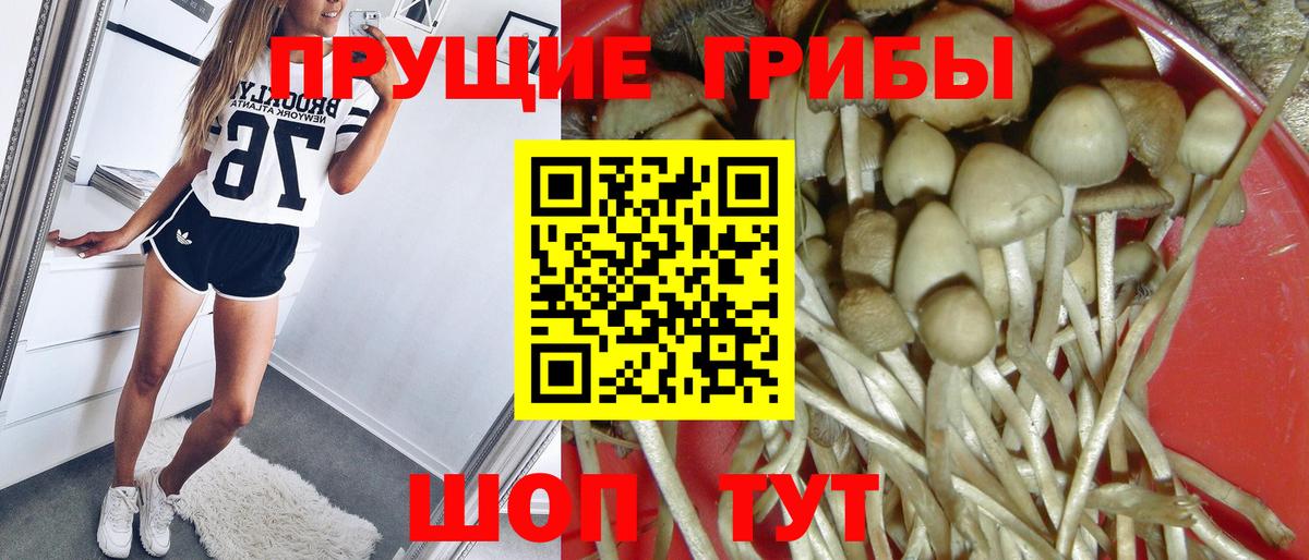 где можно купить наркотик  Вход с VPN  Псилоцибиновые грибы Magic Shrooms  Красный Сулин  Псилоцибиновые грибы мицелий 